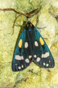Callimorpha dominula